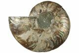 Cut & Polished Ammonite Fossil (Half) - Madagascar #310676-1